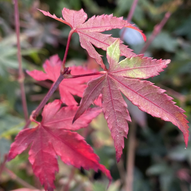 Acer palmatum little princess