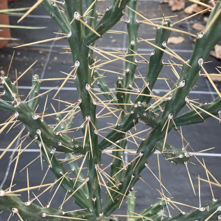 Cylindropuntia kleiniae