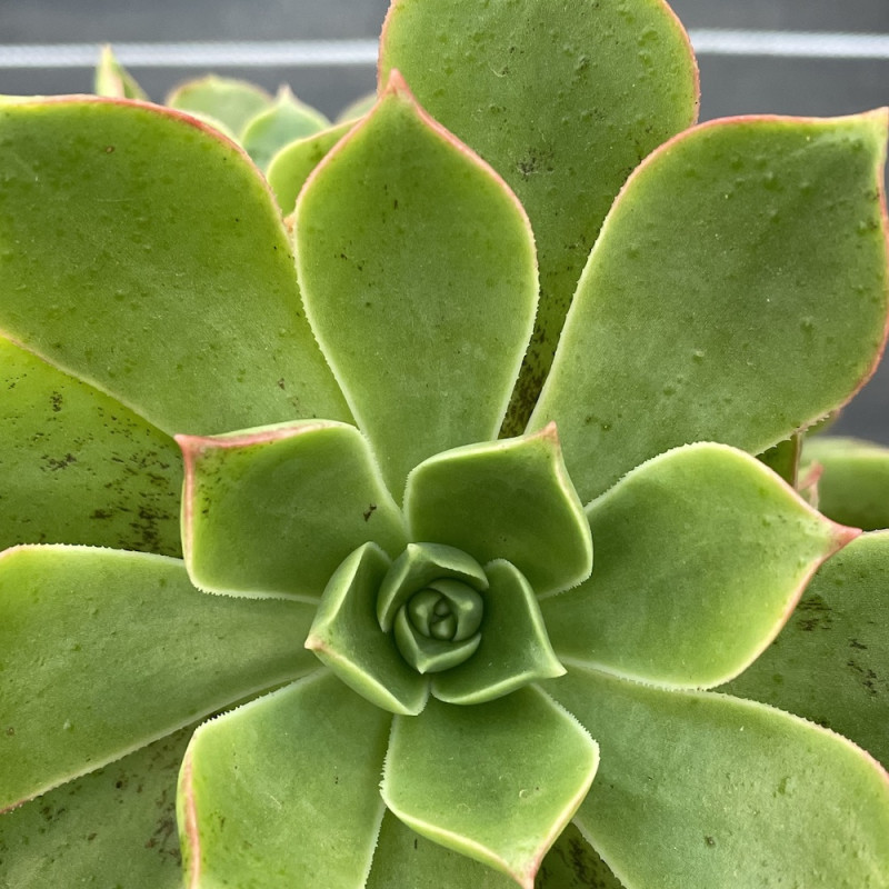 Aeonium red margin