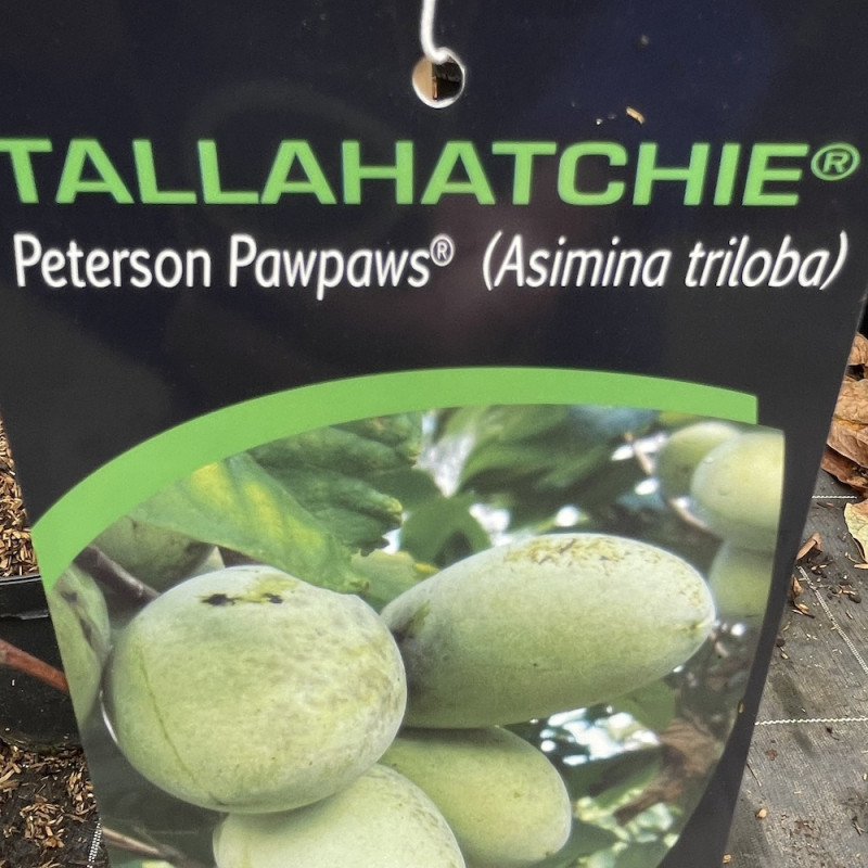 Asimina triloba Tallahatchie™ (Tallahatchie ® Peterson Pawpaws®)