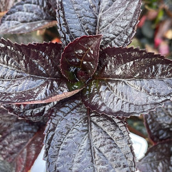 Hydrangea daredevil®