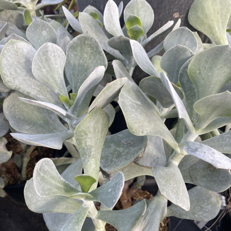 Cotyledon orbiculata gray