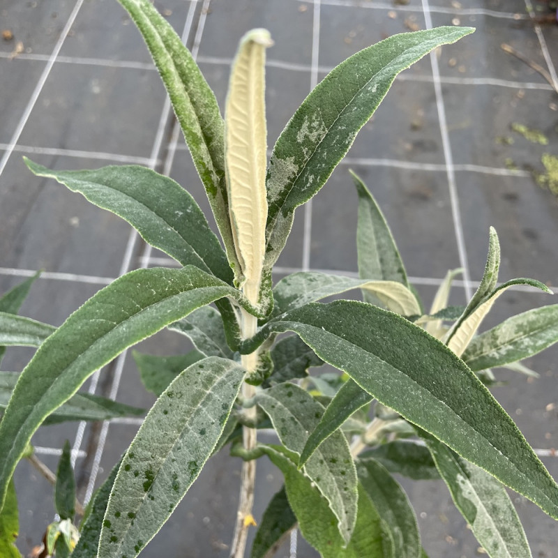 Buddleja globosa Cally orange