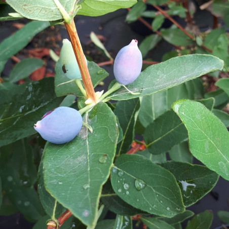 Lonicera strawberry sensation