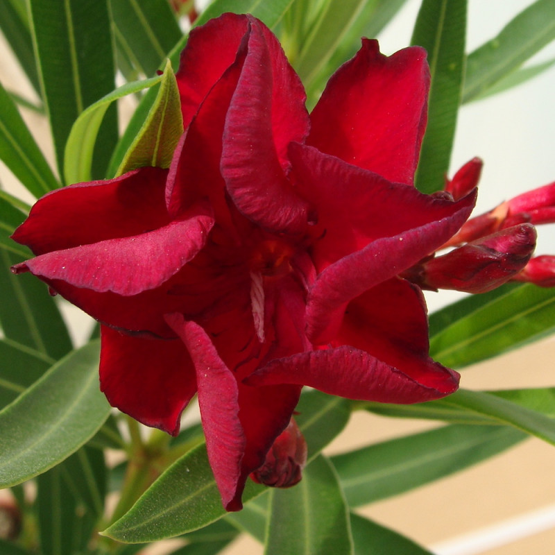 Laurier-rose à fleurs rouges - Nerium oleander