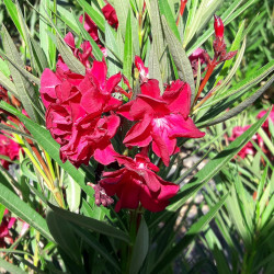 Nerium oleander Antoine COV