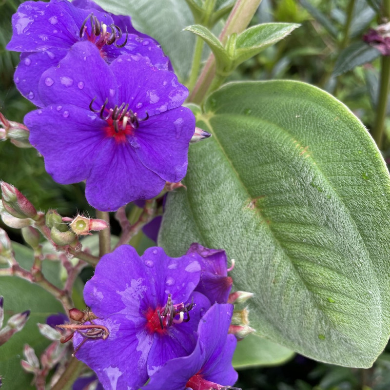 Tibouchina heteromalla