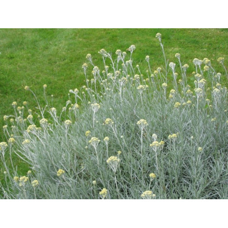 Helichrysum italicum ssp. 'serotinum'
