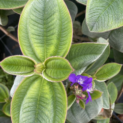 Tibouchina heteromalla