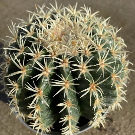 Echinocactus grusonii brevispinus