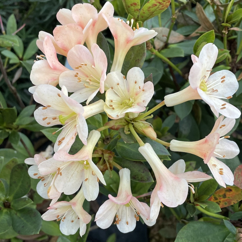 Rhododendron vireya aertrycke