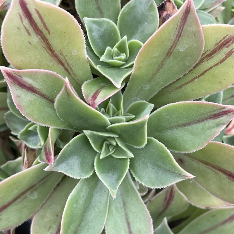 Aeonium leucoblepharum Yemen