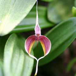 Bulbophyllum masdevalliaceum