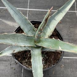 Agave xylanoacantha blue form
