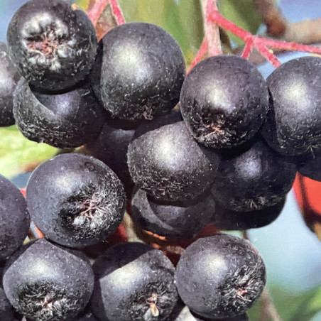 Aronia melanocarpa Galicjanka