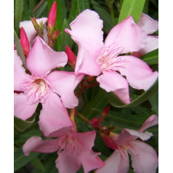 Nerium oleander Magali