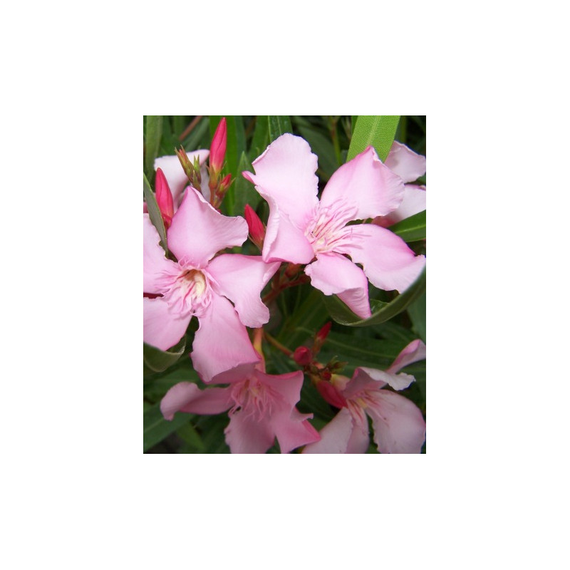 Nerium oleander Magali