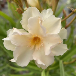 Nerium oleander luteum plenum