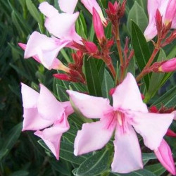 Nerium oleander villa romaine