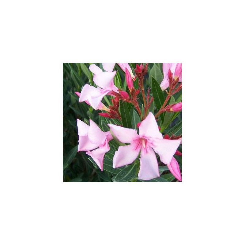 Nerium oleander villa romaine