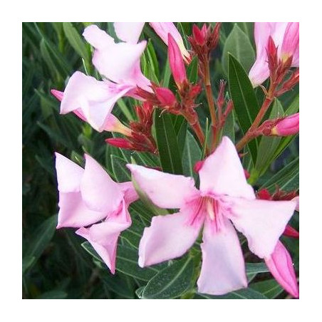 Nerium oleander villa romaine