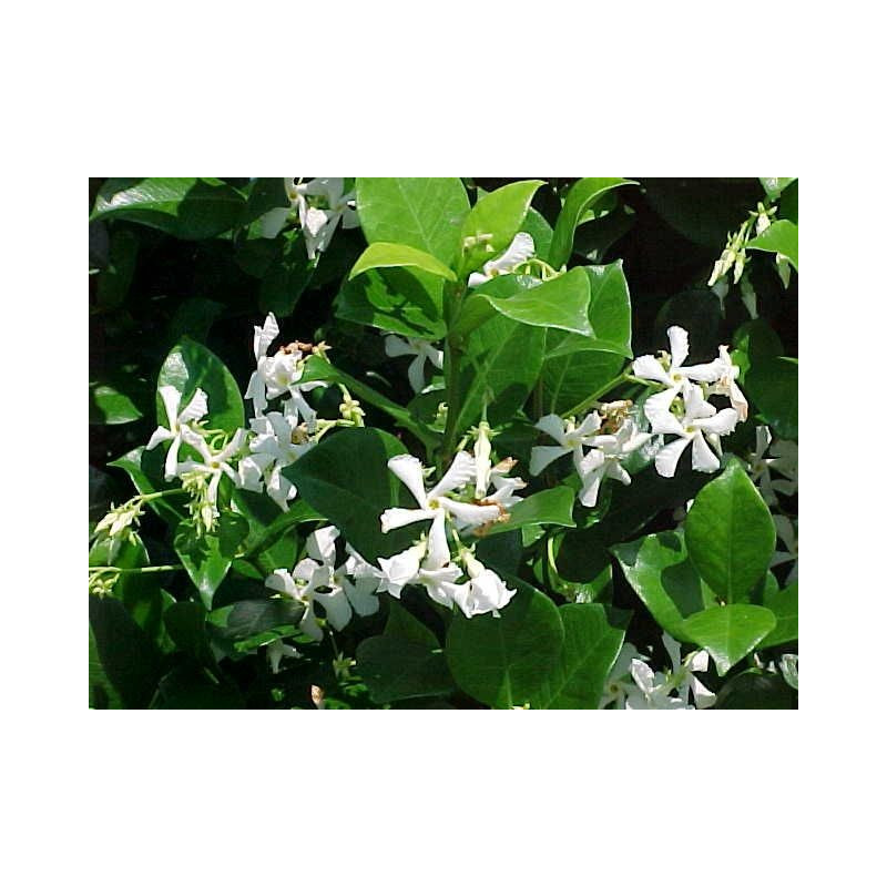 Trachelospermum jasminoides