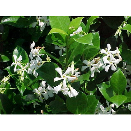 Trachelospermum jasminoides