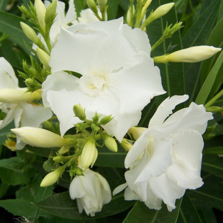 Nerium oleander Mont Blanc