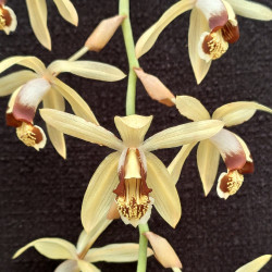 Coelogyne tomentosa