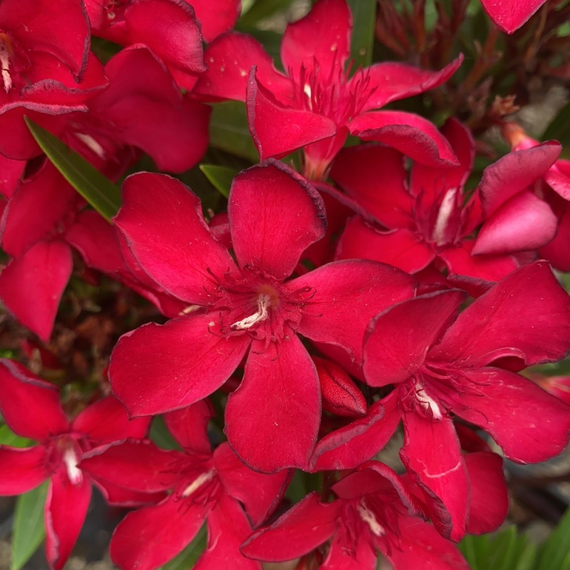 Nerium oleander petite red