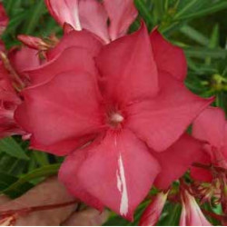 Nerium oleander General Pershing