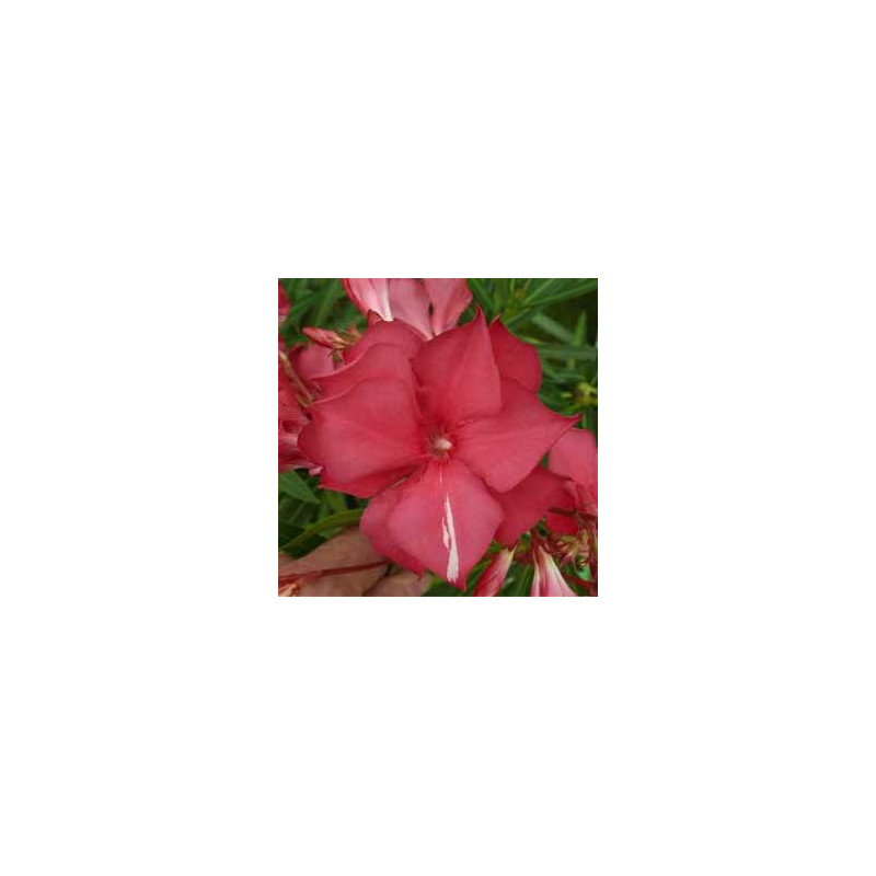 Nerium oleander General Pershing