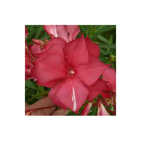 Nerium oleander General Pershing