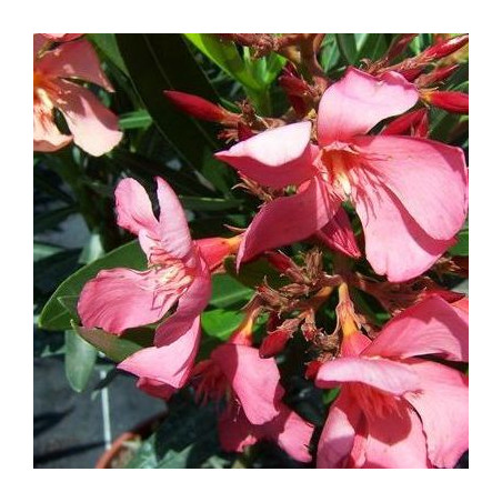 Nerium oleander soleil levant