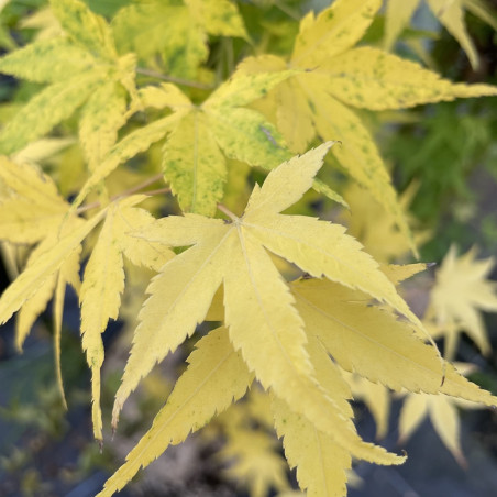 Acer palmatum shidava gold