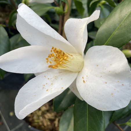 Camellia île vierge