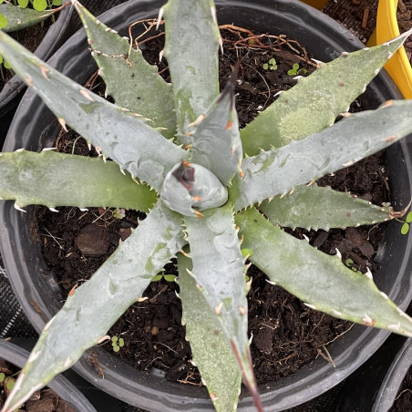 Agave utahensis nevadensis