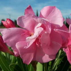 Nerium oleander Louis Pouget