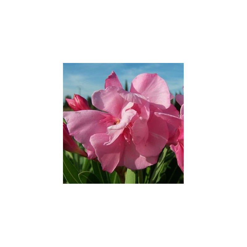 Nerium oleander Louis Pouget