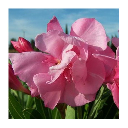 Nerium oleander Louis Pouget