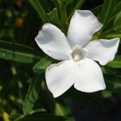 Nerium oleander Neguev