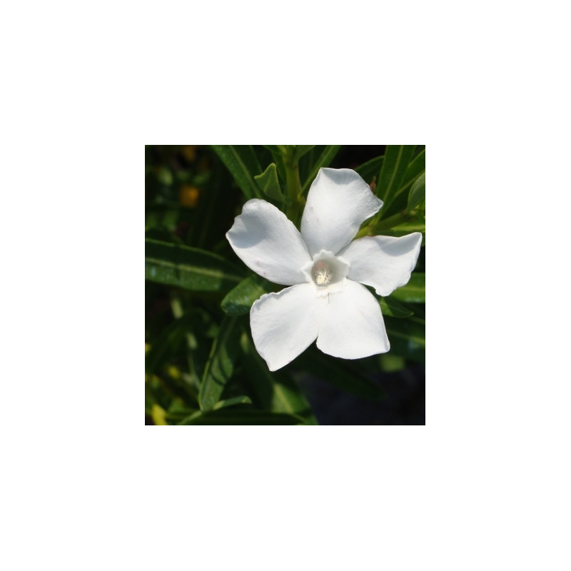 Nerium oleander Neguev