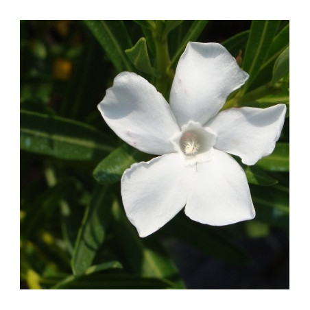 Nerium oleander Neguev