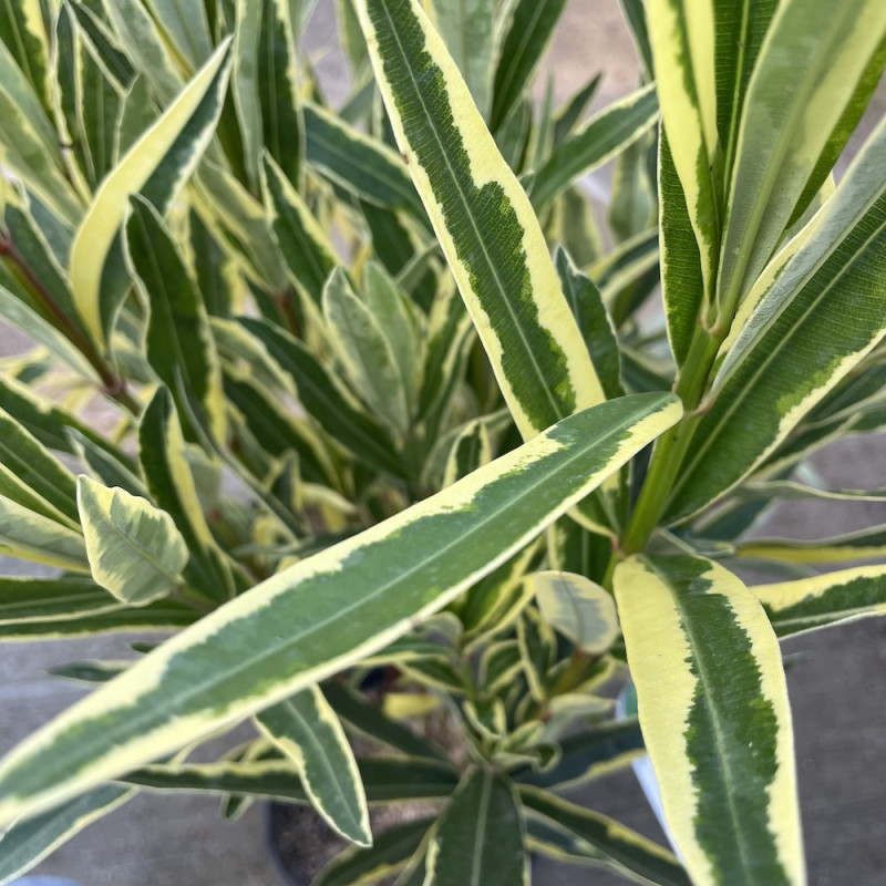 Nerium oleander splendens variegata