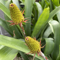 Aechmea calyculata