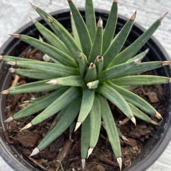 Agave albopilosa