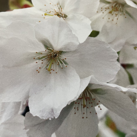 Prunus incisa the bride