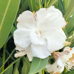 Nerium oleander candeur
