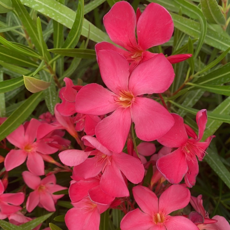 Laurier-rose ou Nerium oleander Émile Sahut