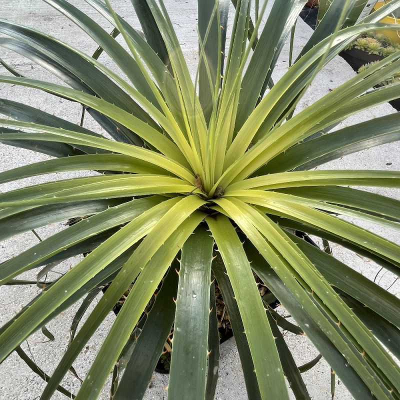 Puya alpestris